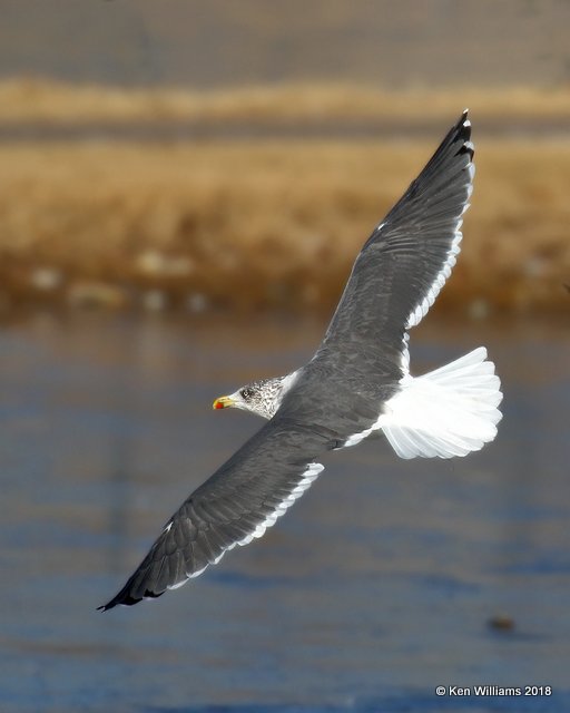 Lesser Black-backed Gull nonbreeding, Lake Hefner, Oklahoma Co, OK, 12-10-18, Jpa_28932.jpg