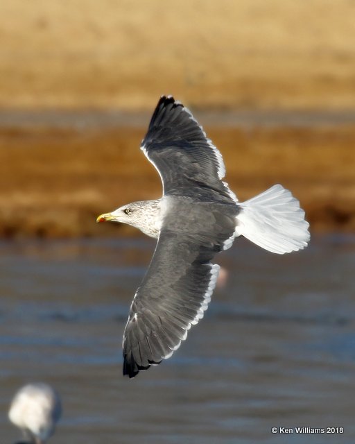Lesser Black-backed Gull nonbreeding, Lake Hefner, Oklahoma Co, OK, 12-10-18, Jpa_28934.jpg