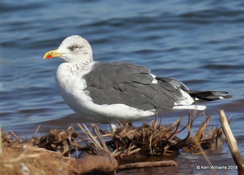Lesser Black-backed Gull nonbreeding, Lake Hefner, Oklahoma Co, OK, 12-10-18, Jpa_29335.jpg