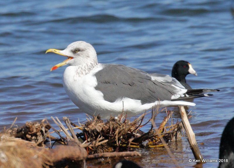 Lesser Black-backed Gull, nonbreeding, Lake Hefner, Oklahoma Co, OK, 12-10-18, Jpa_29266.jpg