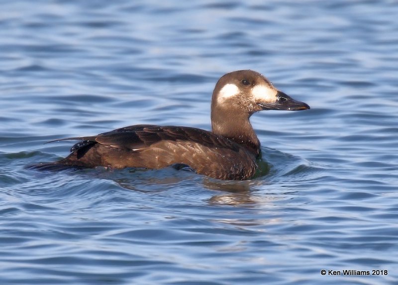 White-winged Scoter 1st winter, Lake Hefner, Oklahoma Co, OK, 12-10-18, Jpa_29024.jpg