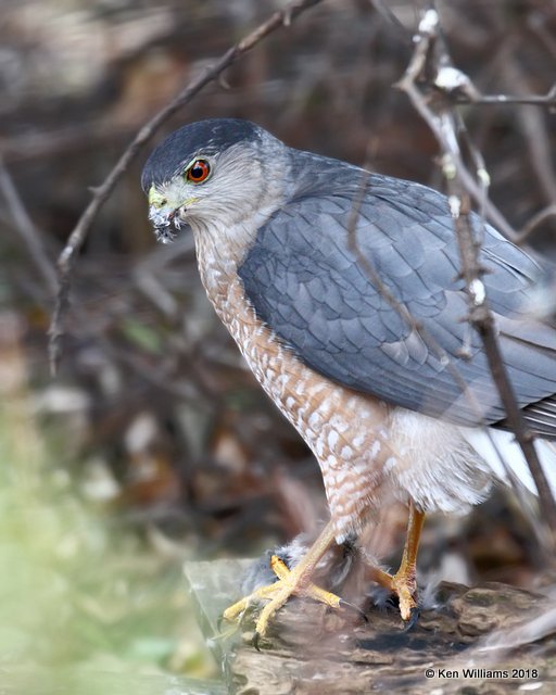 Cooper's Hawk, Rogers County yard, OK, 12-7-18, Jpa_28755.jpg