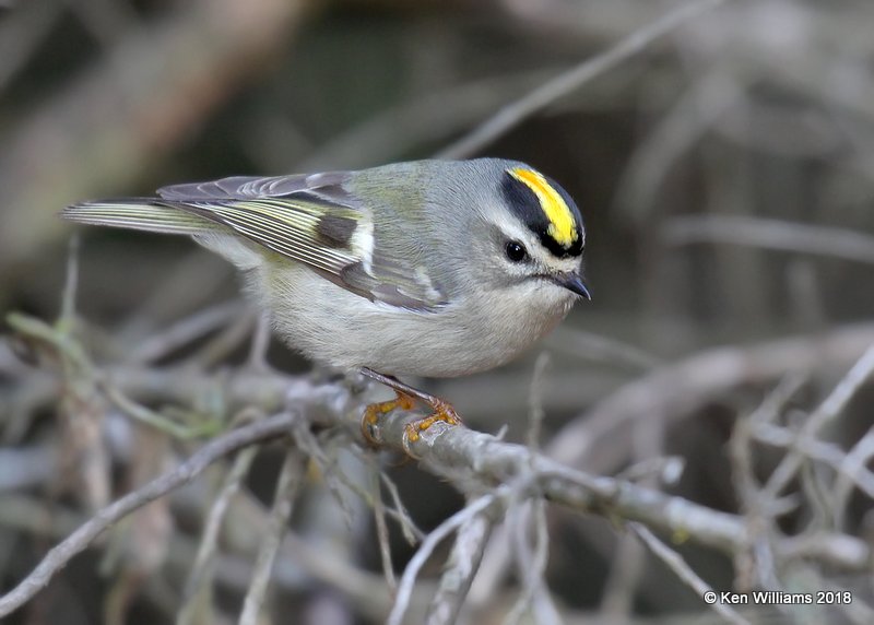 Golden-crowned Kinglet, Collinsville Lake, OK, 12-24-18, Jpa_29899.jpg