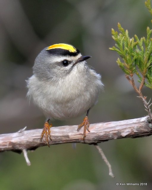 Golden-crowned Kinglet, Collinsville Lake, OK, 12-24-18, Jpa_29921.jpg