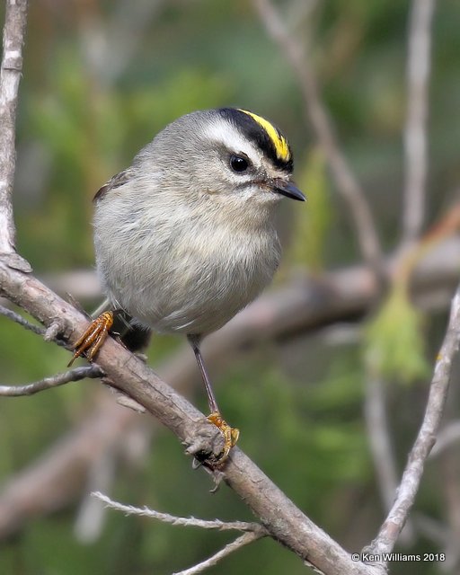 Golden-crowned Kinglet, Collinsville Lake, OK, 12-24-18, Jpa_29956.jpg