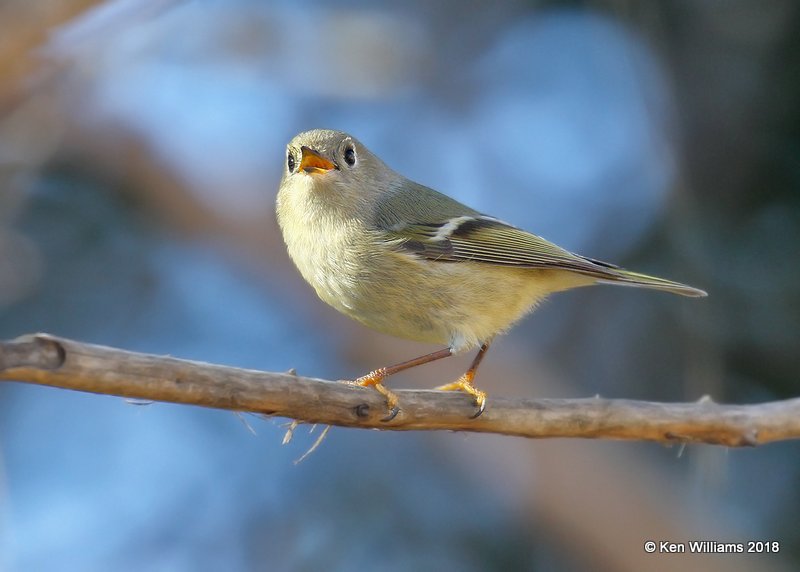 Ruby-crowned Kinglet, Rogers County yard, OK, 12-23-18, Jpa_29830.jpg