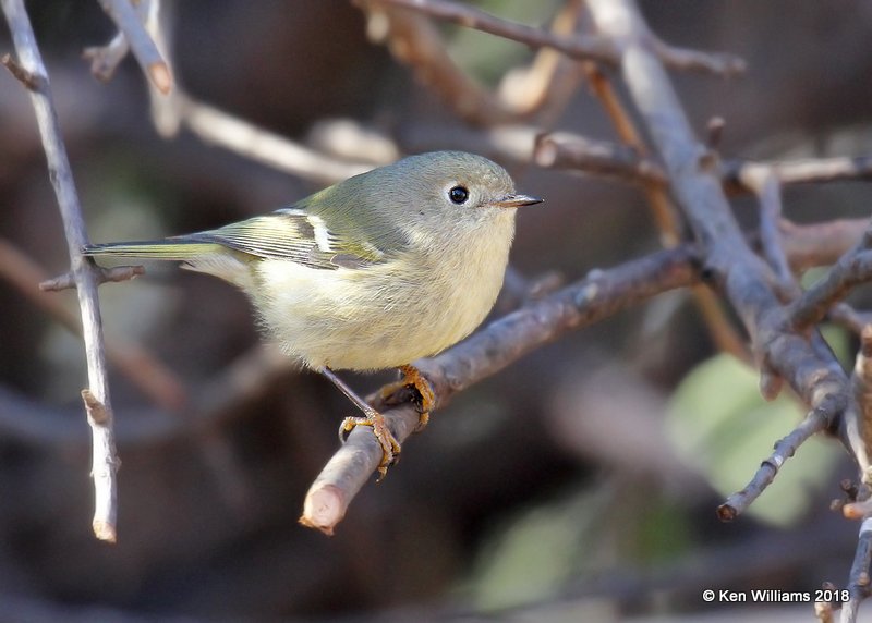 Ruby-crowned Kinglet, Rogers County yard, OK, 12-23-18, Jpa_29855.jpg