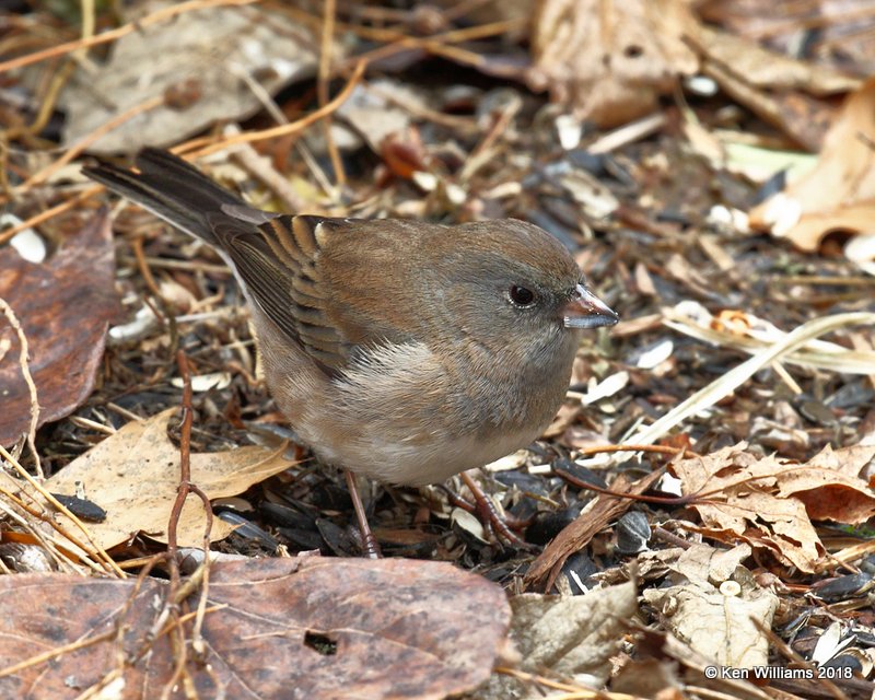 Dark-eyed Junco - Slate-colored female immature, Rogers County yard, OK, 12-19-18, Jpa_29657.jpg