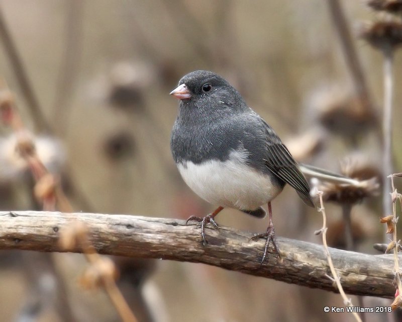 Dark-eyed Junco - Slate-colored, Rogers County yard, OK, 12-7-18, Jpa_28734.jpg