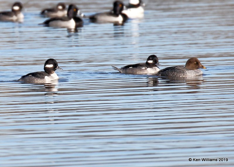 Bufflehead & Common Goldeneye females, Tulsa Co, OK, 1-4-18, Jp_30589.jpg