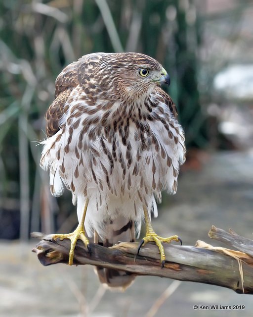 Cooper's Hawk juvenile, Rogers Co yard, OK, 12-31-18, Jpa_30352.jpg