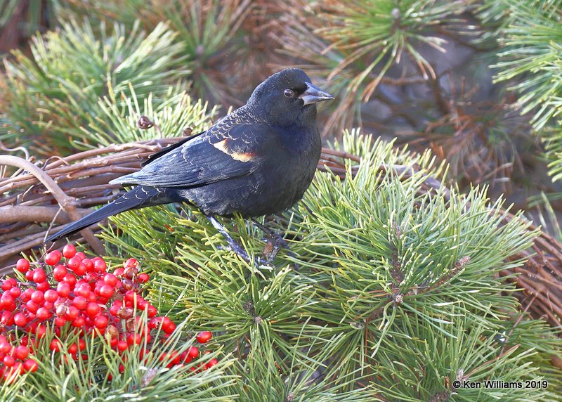 Red-winged Blackbird male, Rogers Co yard, OK, 12-28-18, Jpa_30014.jpg