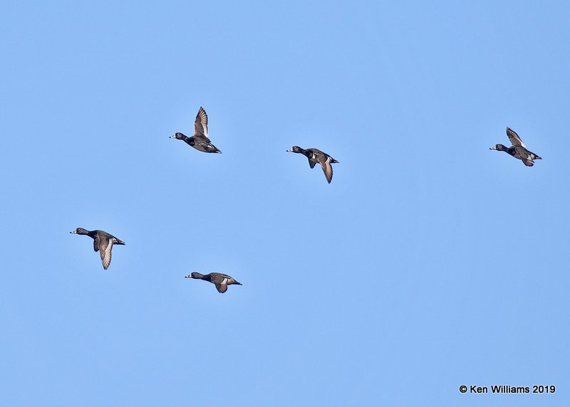 Ring-necked Ducks males, Tulsa Co,  OK, 1-4-18, Jpa_30555.jpg