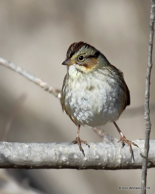 Swamp Sparrow, Tulsa Co,  OK, 1-4-18, Jpa_30501.jpg