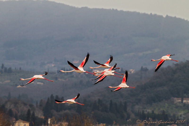 Fenicottero (Phoenicopterus roseus) - Greater Flamingo	