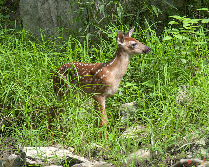 White-tailed Deer Fawn (Odocoileus virginianus) (DMAM0040)