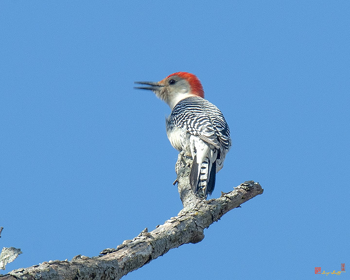 Red-bellied Woodpecker (Melanerpes carolinus) (DSB0270)