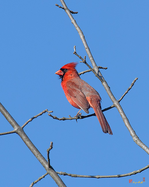 Northern Cardinal (Cardinalis cardinalis) (DSB0272)