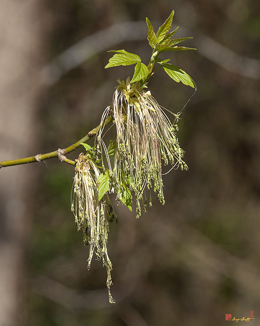 Pumpkin Ash Female Flowers (Fraxinus profunda) (DFL0836)