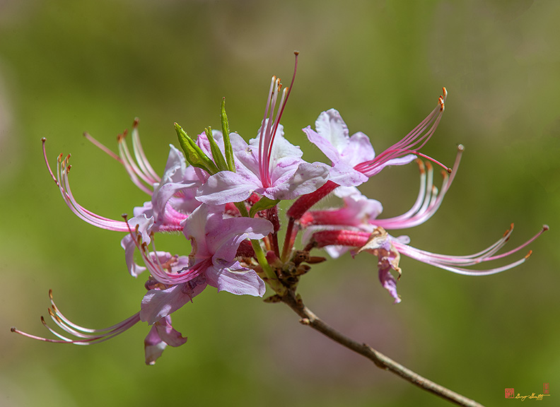 Pink Azalea, Pinxter Flower or Pinxterbloom Azalea (Rhododendron periclymenoides) (DFL0857)
