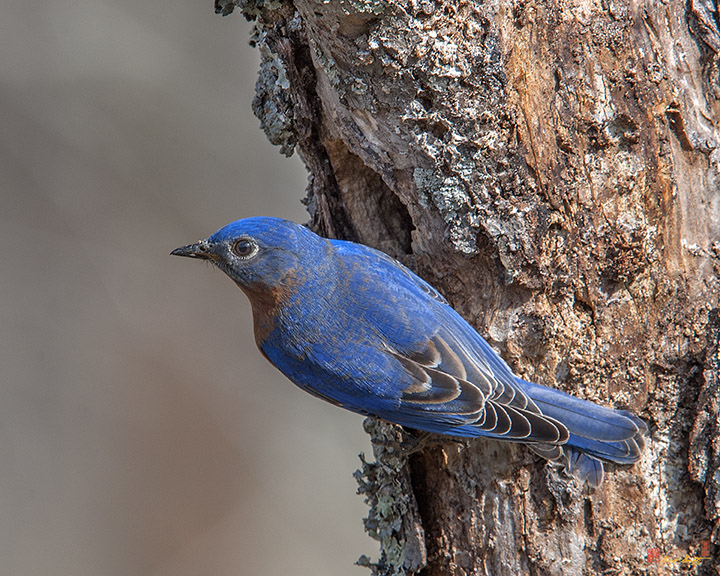 Male Eastern Bluebird at Nest Hole (Sialia sialis) (DSB0293)