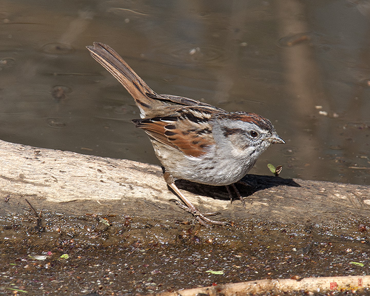 Swamp Sparrow (Melospiza georgiana) (DSB0307)