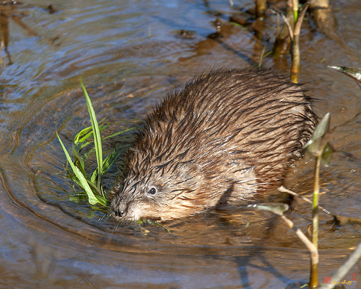 Common Muskrat (Ondatra zibethicus) (DMAM0048)