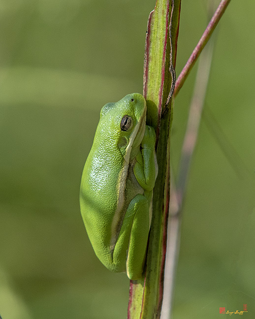 American Green Tree Frog (Hyla cinerea) (DAR032)