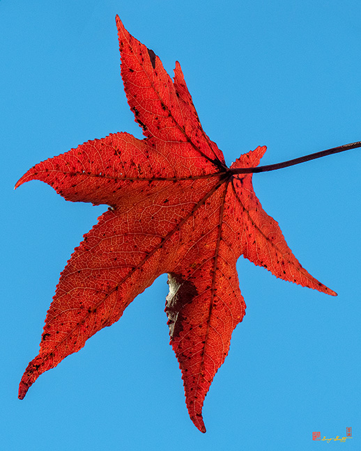 Sweetgum Leaves (Liquidambar styraciflua) (DF008)