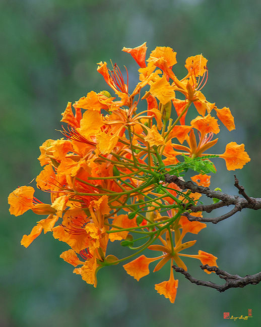 Yellow Flame Tree, Royal Poinciana, or Flamboyant (Delonix regia var. flavida) (DTHN0248)