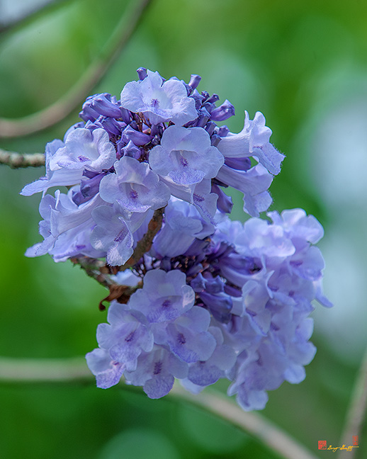 Jacaranda, Black Poui, Fern Tree or Green Ebony (Jacaranda mimosifolia) (DTHN0251)