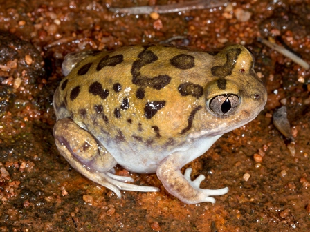 Neobatrachus sutor