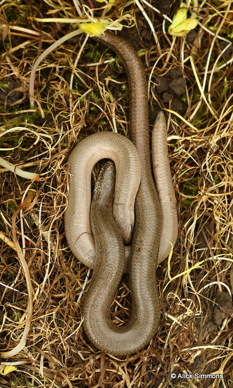 AGS12106.JPG