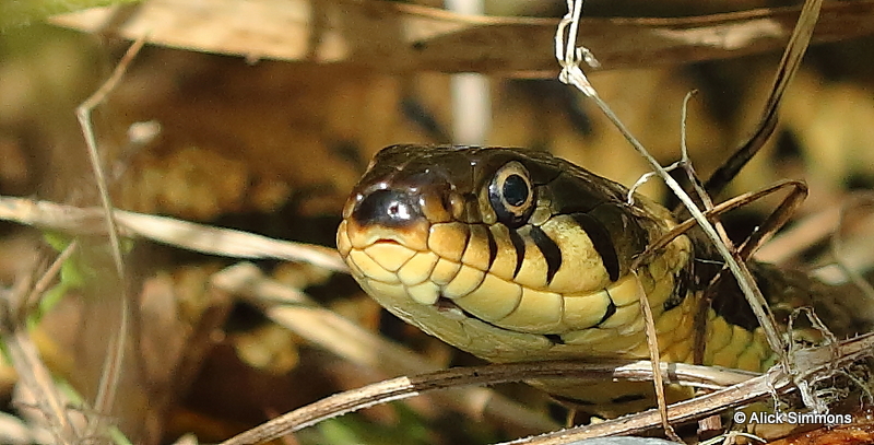 AGS10211.JPG