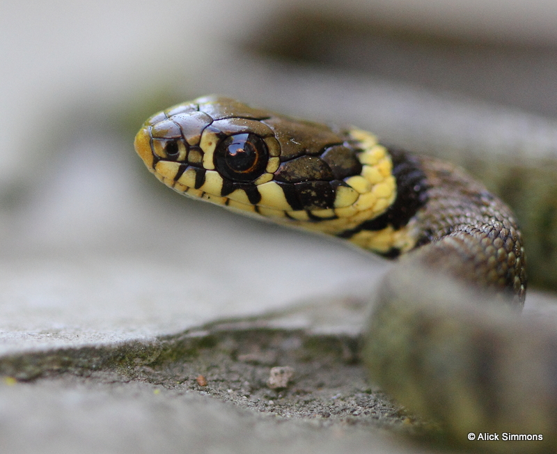 Grass Snake