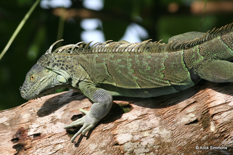Costa Rica