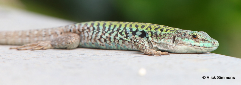 AGS11246.JPG