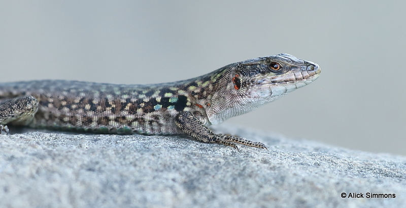 AGS11589.JPG