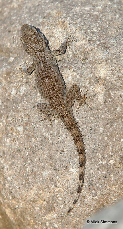 AGS11251.JPG