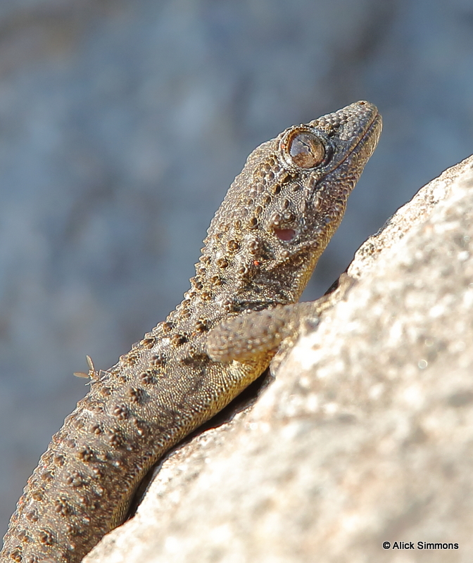 Moorish Gecko