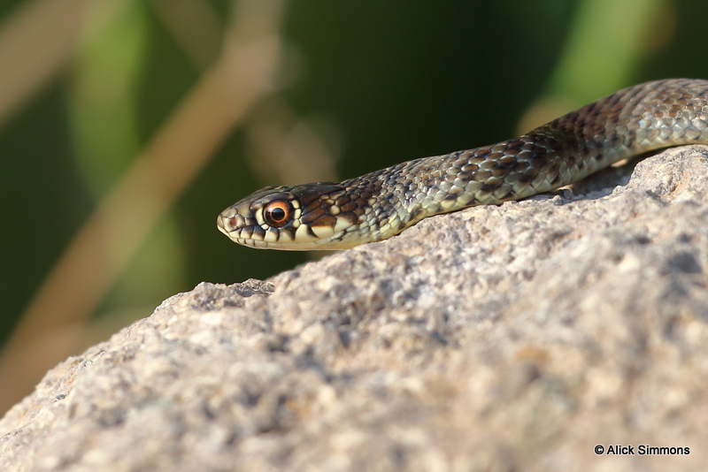 Western Whip Snake