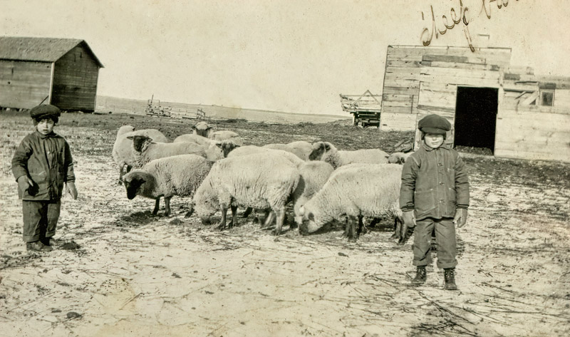 Sheep Farm