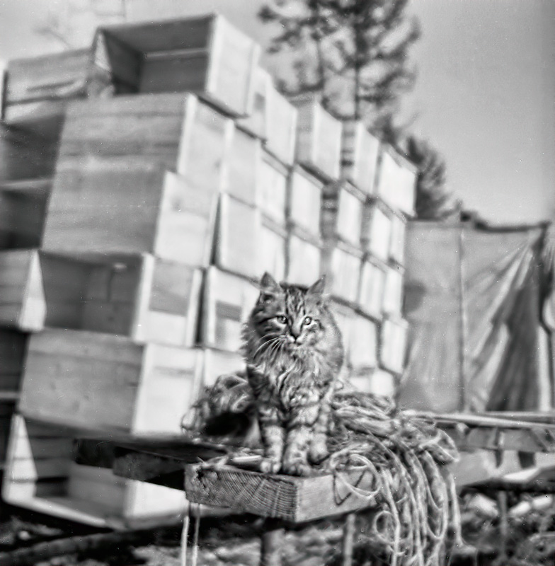 Camp Cat
