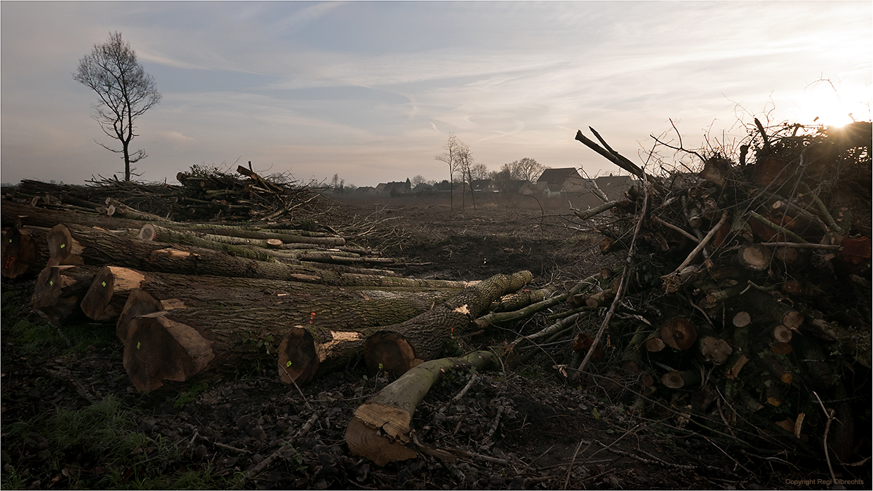 Dijkveldbos