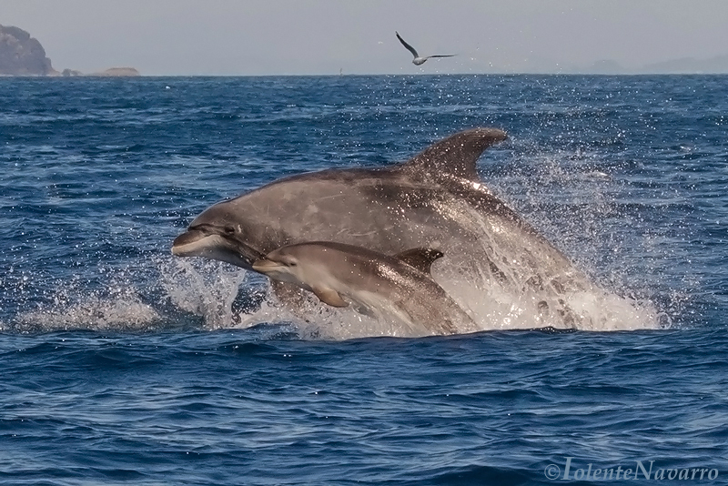 Tuimelaar - Bottlenose dolphin - Tursiops truncatus