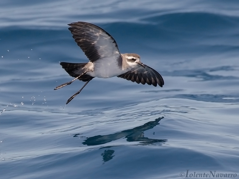 Bont Stormvogeltje - White-faced Storm Petrel - Pelagodroma marina