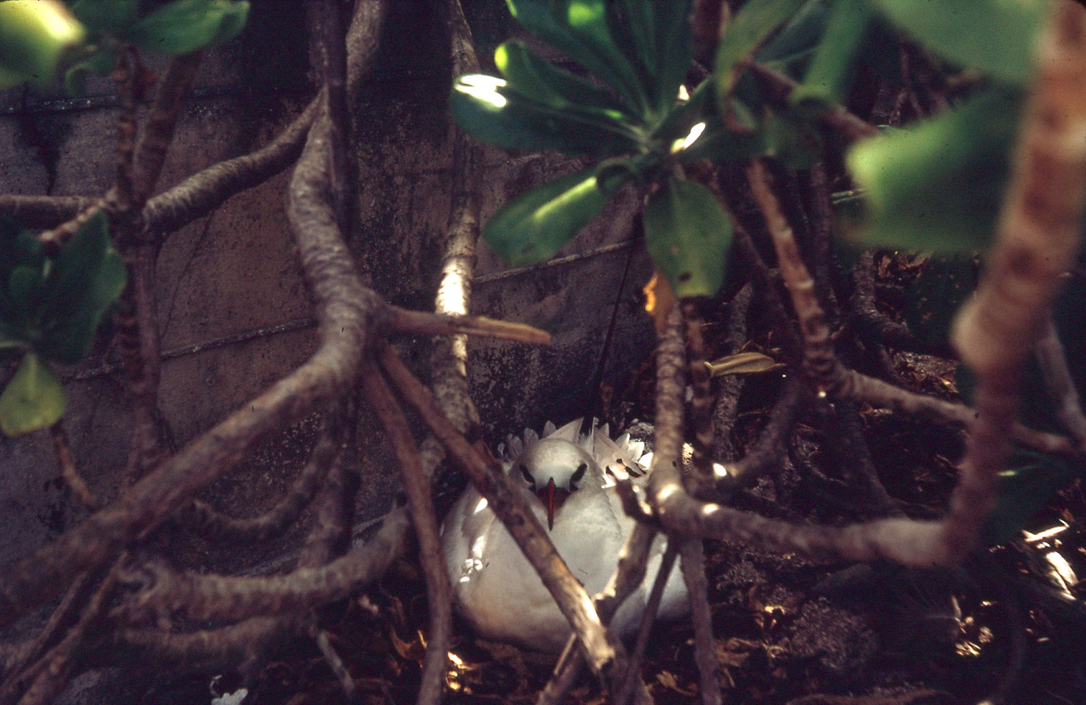 Red-tailed Tropicbird