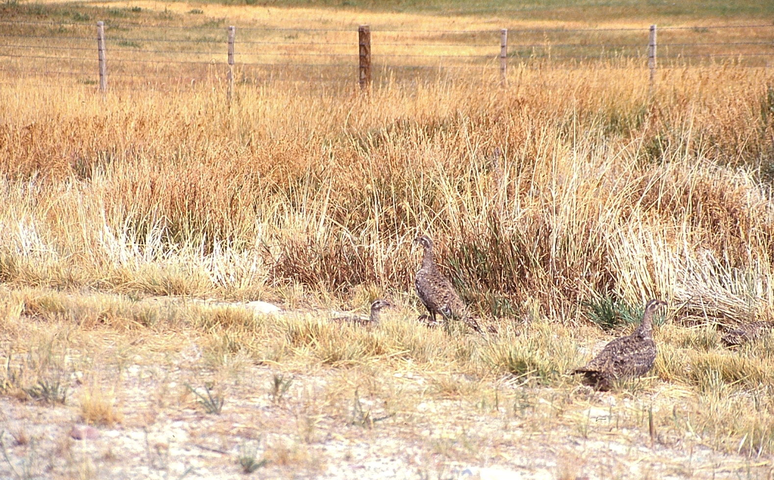 Greater Sage-Grouse