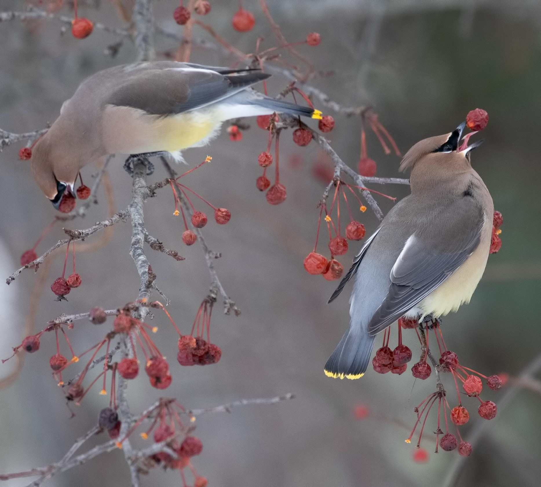 Cedar Waxwings