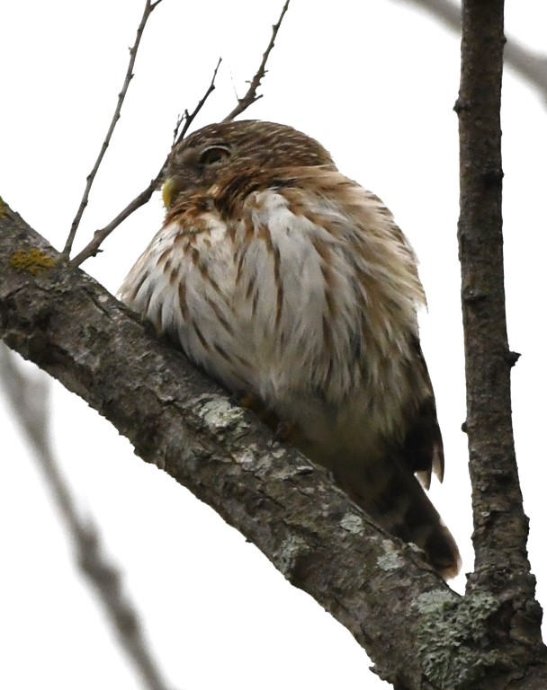 DSC_6920b.jpg